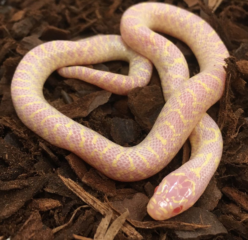 CB19 MALE ALBINO Speckled Kingsnake