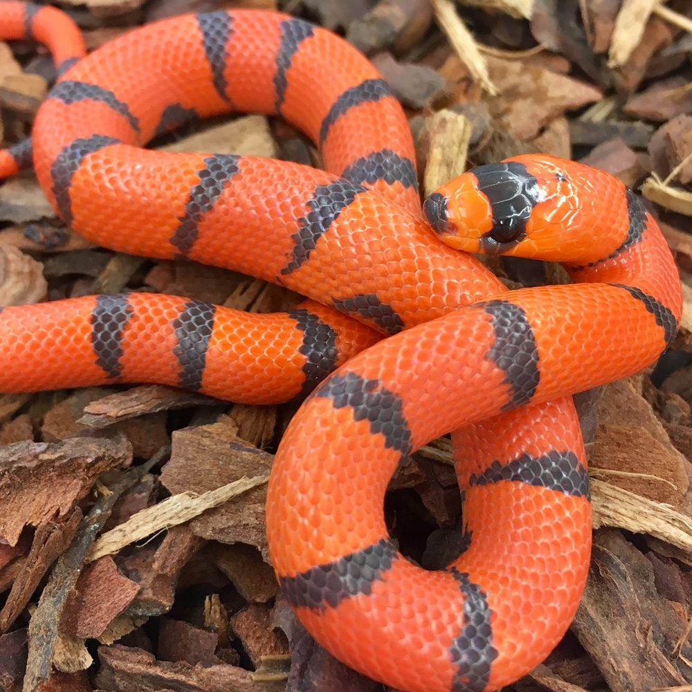 CB18 Adult Hypo Tri-colour Honduran Milksnake