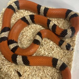 CB21 Honduran Milksnake