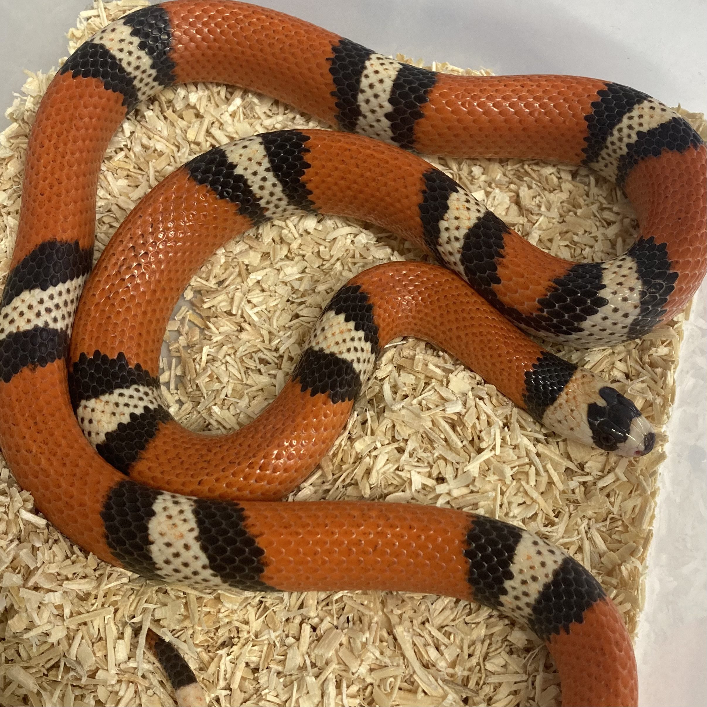 CB21 Honduran Milksnake