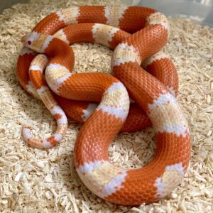 CB22 Albino Honduran Milksnake