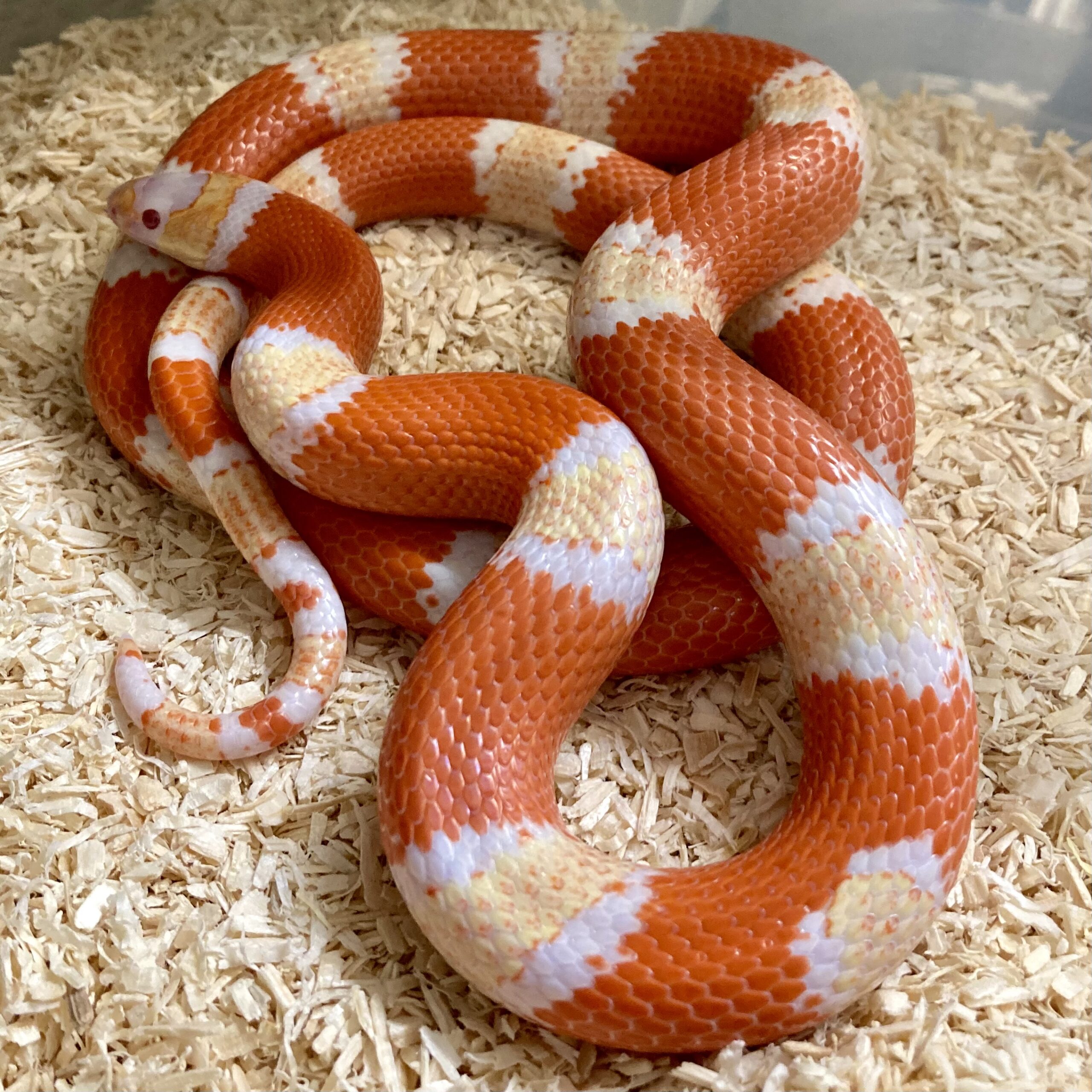 CB22 PAIR Albino Honduran Milksnakes