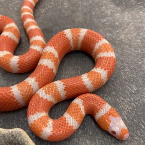 CB23 Albino Tangerine Honduran Milksnake
