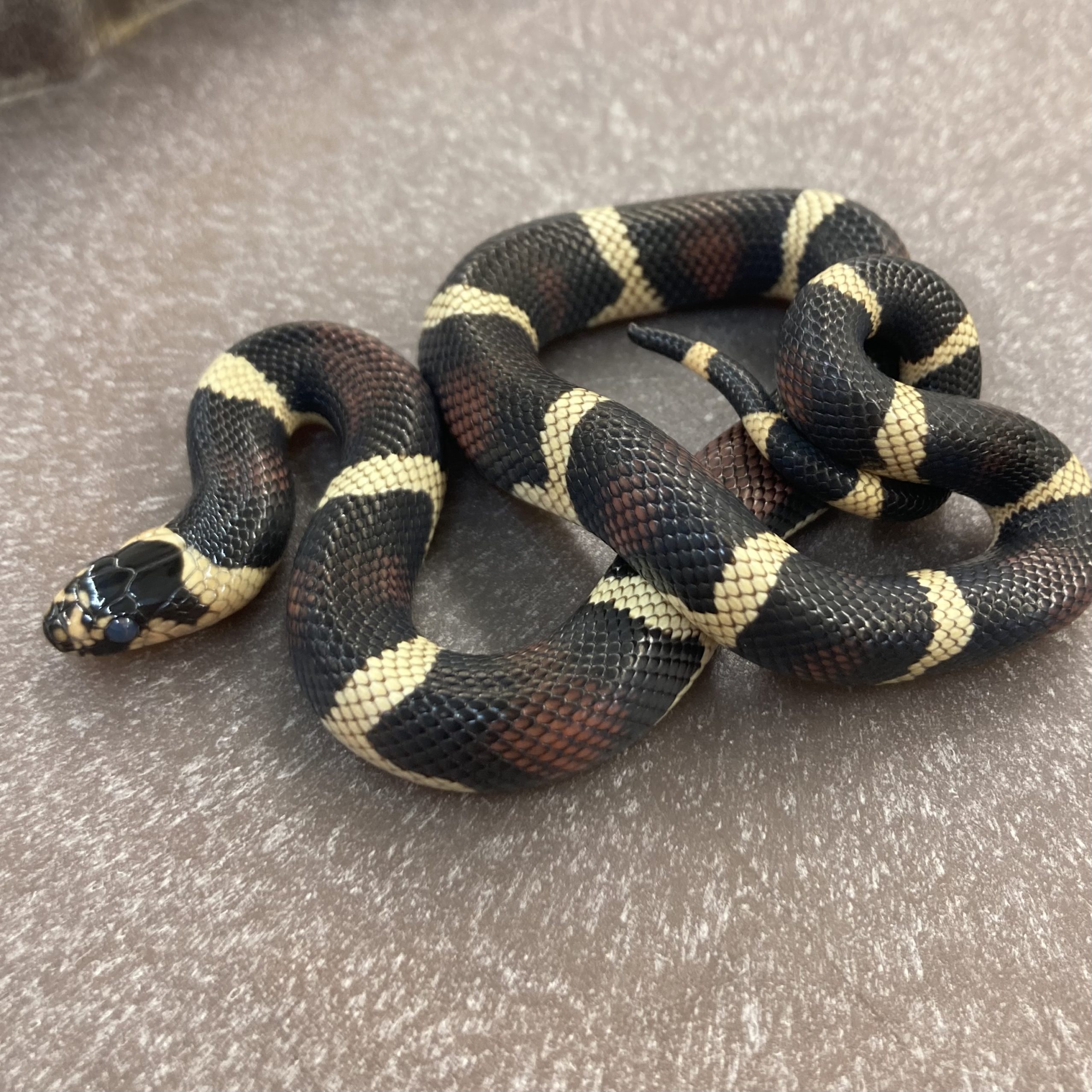 CB22 Cali Kingsnake X Peublan Milk Snake