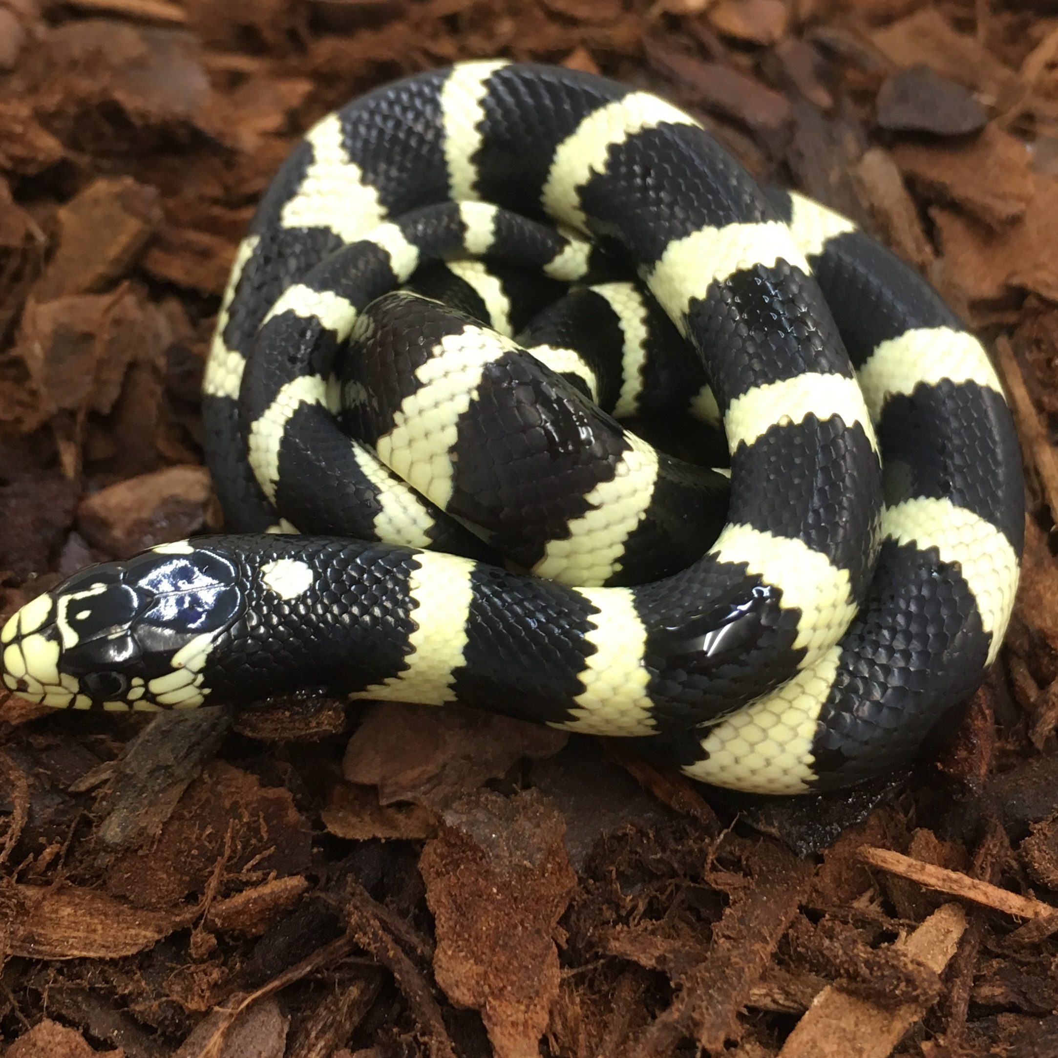 CB25 BANDED Cali King Snake