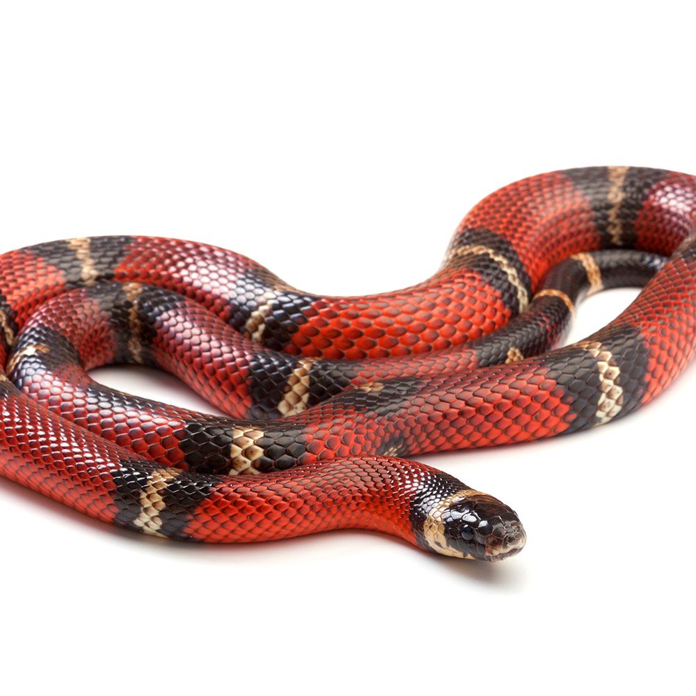 CB 2024 Nelsons Milksnake