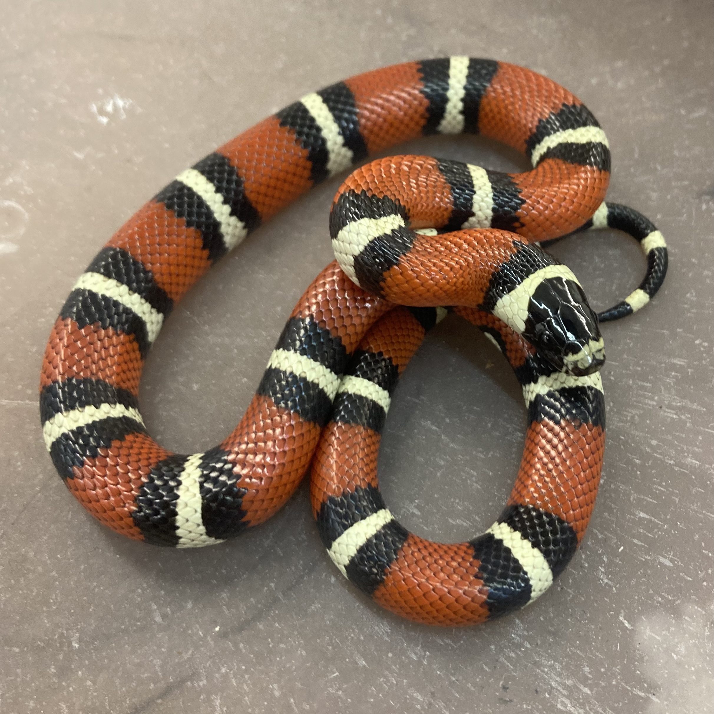 CB Pueblan x Nelson Milk Snake