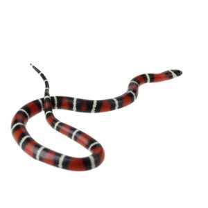 CB24/25 Pueblan x Nelson Milk Snake