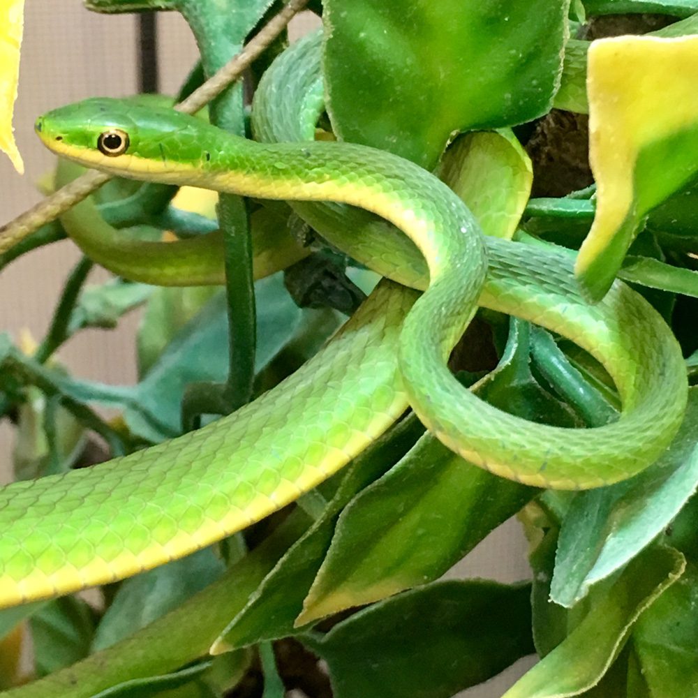 CB Rough Green Snake