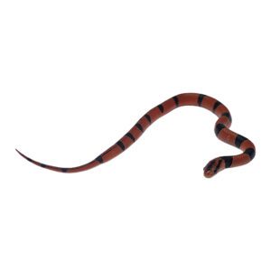 CB25 Yunnan Mountain Rat Snake