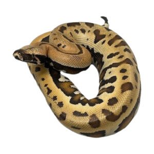 CB 2024 Golden Eye Blood Python