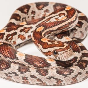 CB23 Pair Normal Het Scaleless Palmetto Corn Snakes