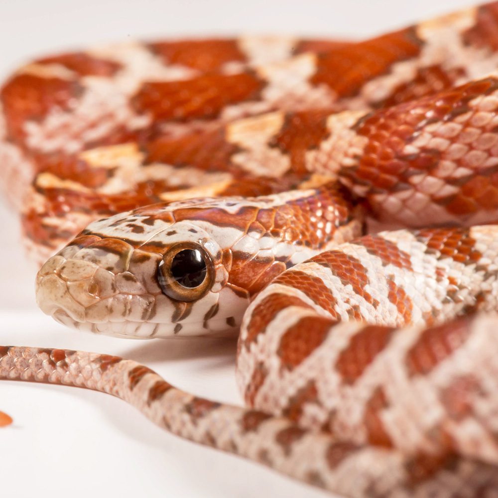 CB24 Hypo Corn Snake