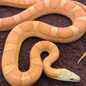 CB25 Striped Sunkissed Corn Snake