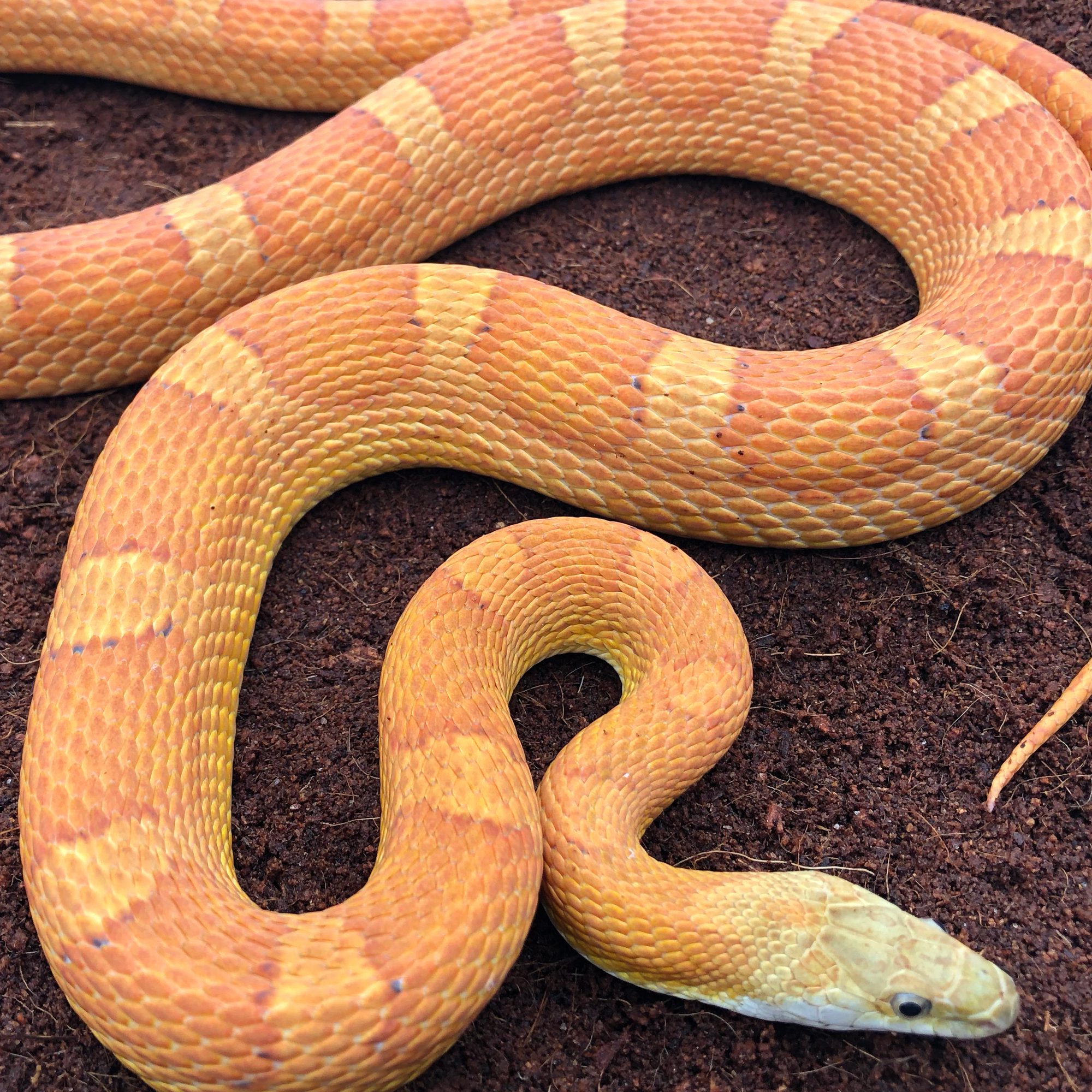 CB25 Striped Sunkissed Corn Snake