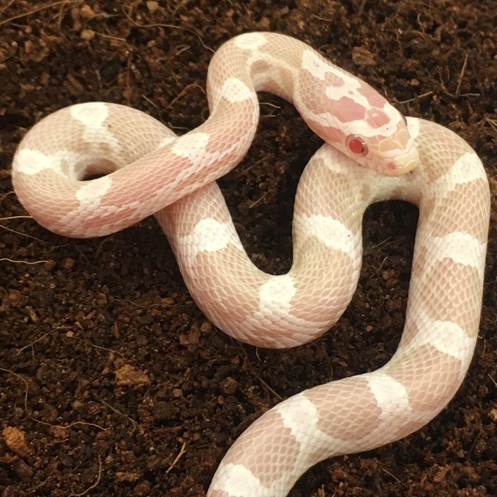 CB24 Snow Corn Snake