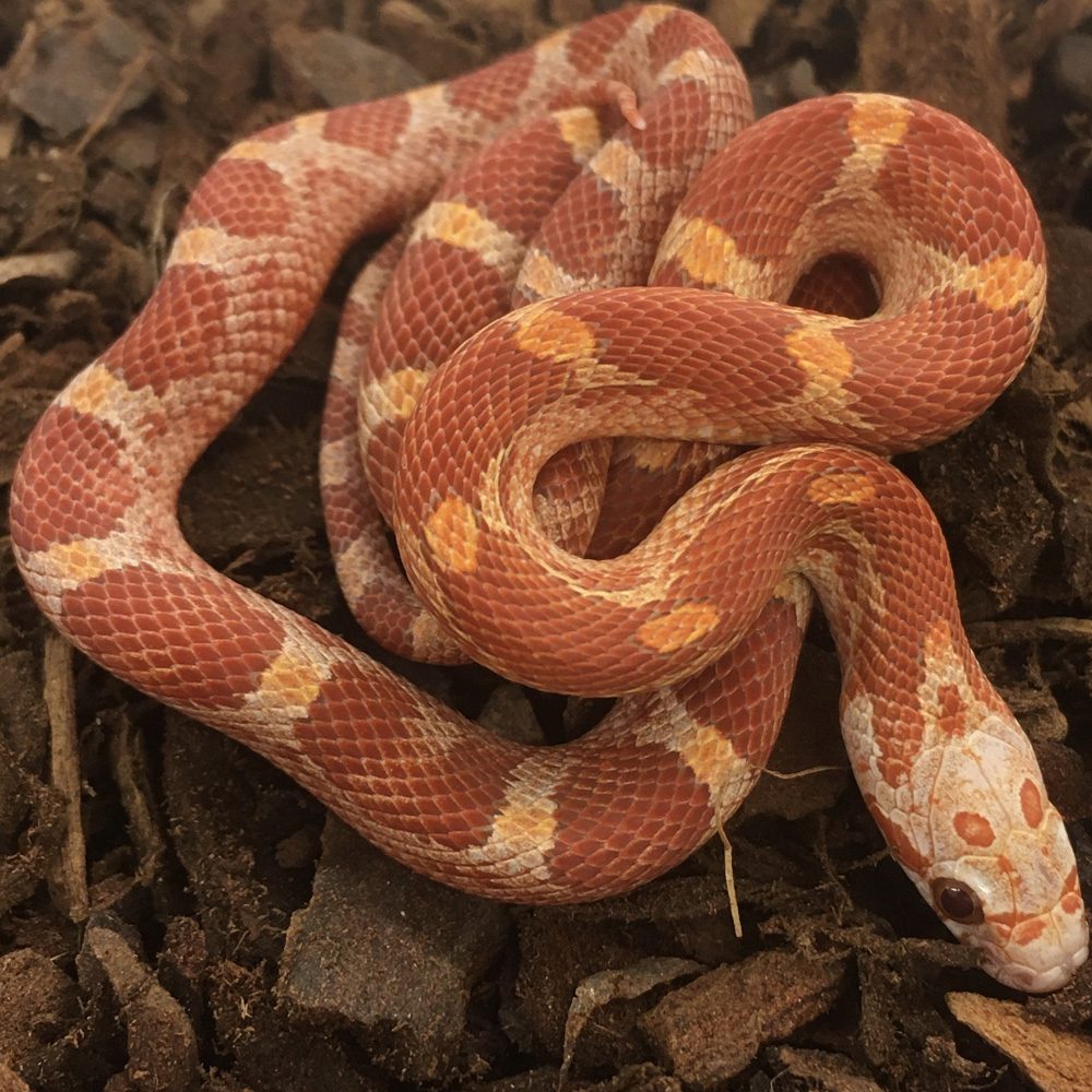 CB23 Ultramel Blood Corn Snake