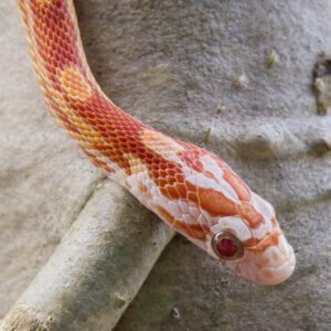 CB24 Ultramel Corn Snake