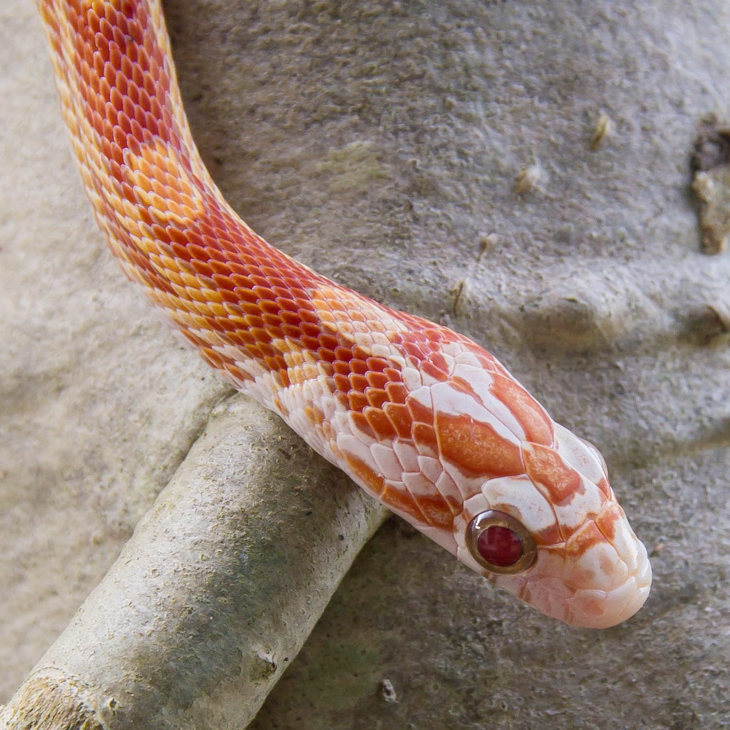 CB24 Ultramel Corn Snake
