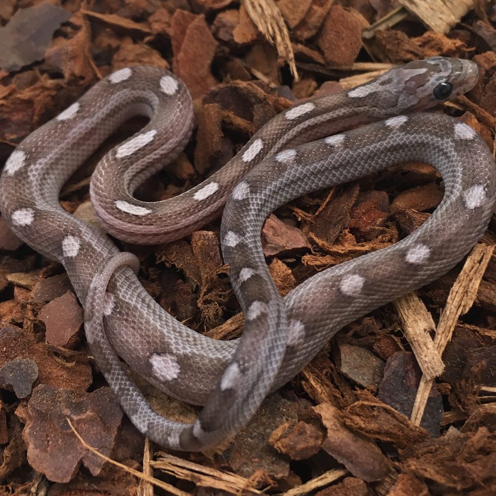 CB24 Charcoal Motley Corn Snake