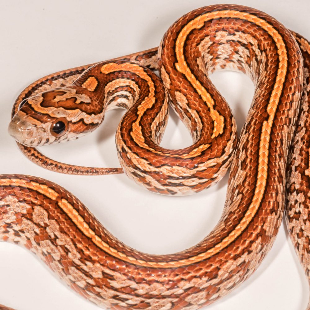 CB24 Tessera Corn Snake