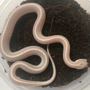 CB24 Snow Tessera Corn Snake