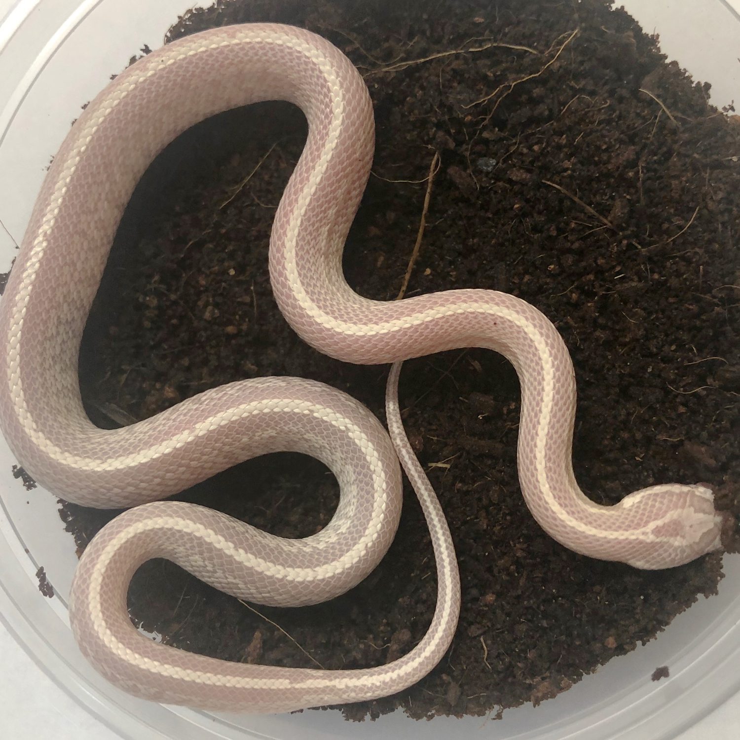 CB24 Snow Tessera Corn Snake