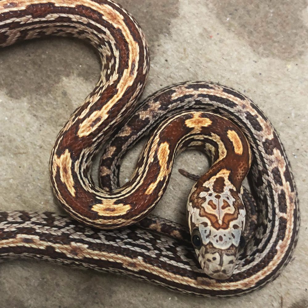 CB24 Honey Tessera Corn Snake