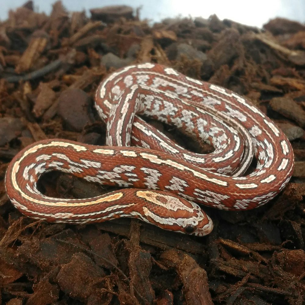 CB24 Hypo Tessera Corn Snake