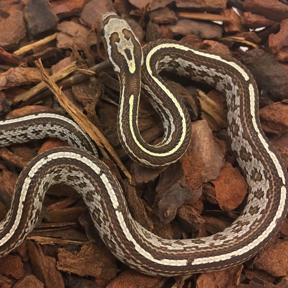 CB24 Caramel Tessera Corn Snake