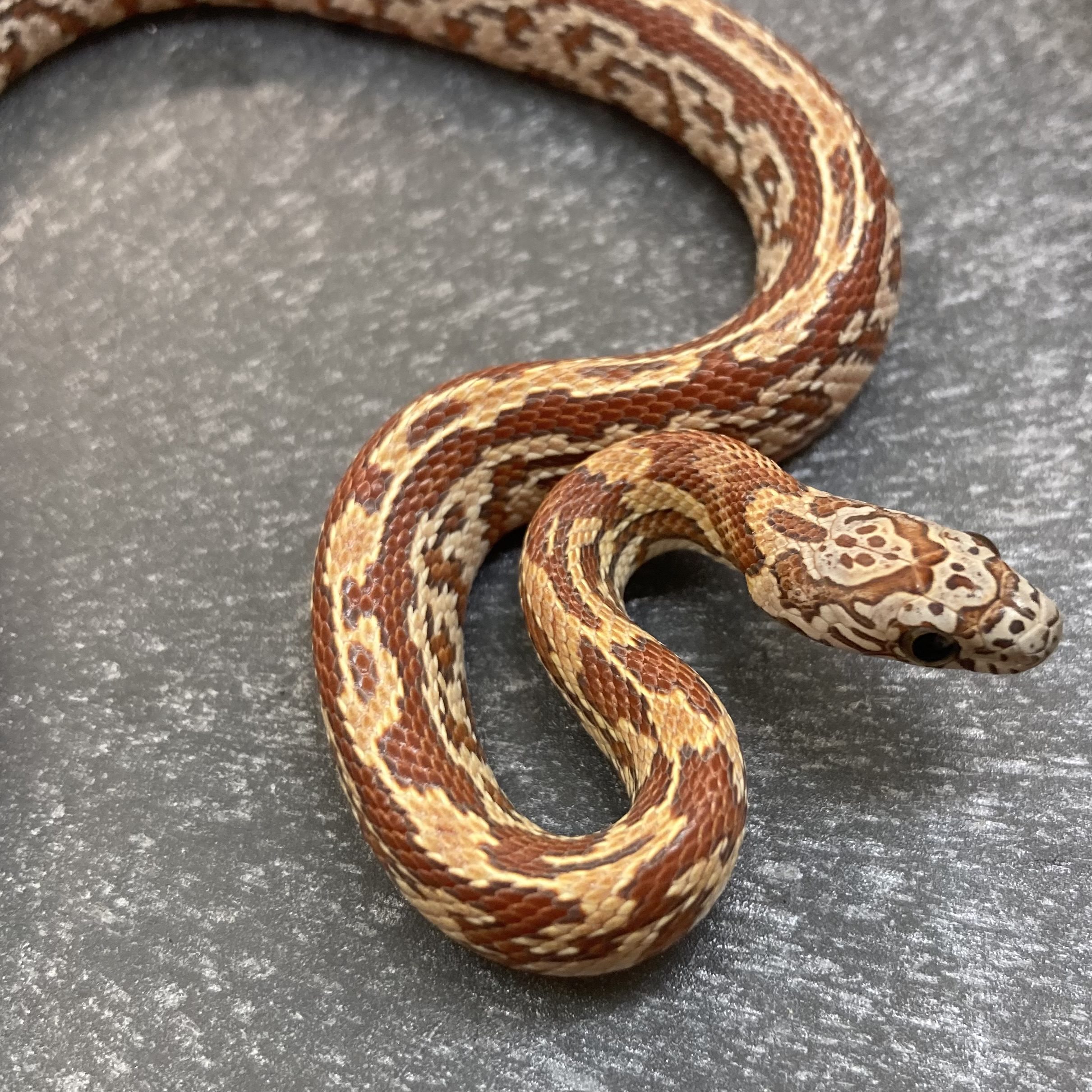 CB24 Sunkissed Tessera Corn Snake