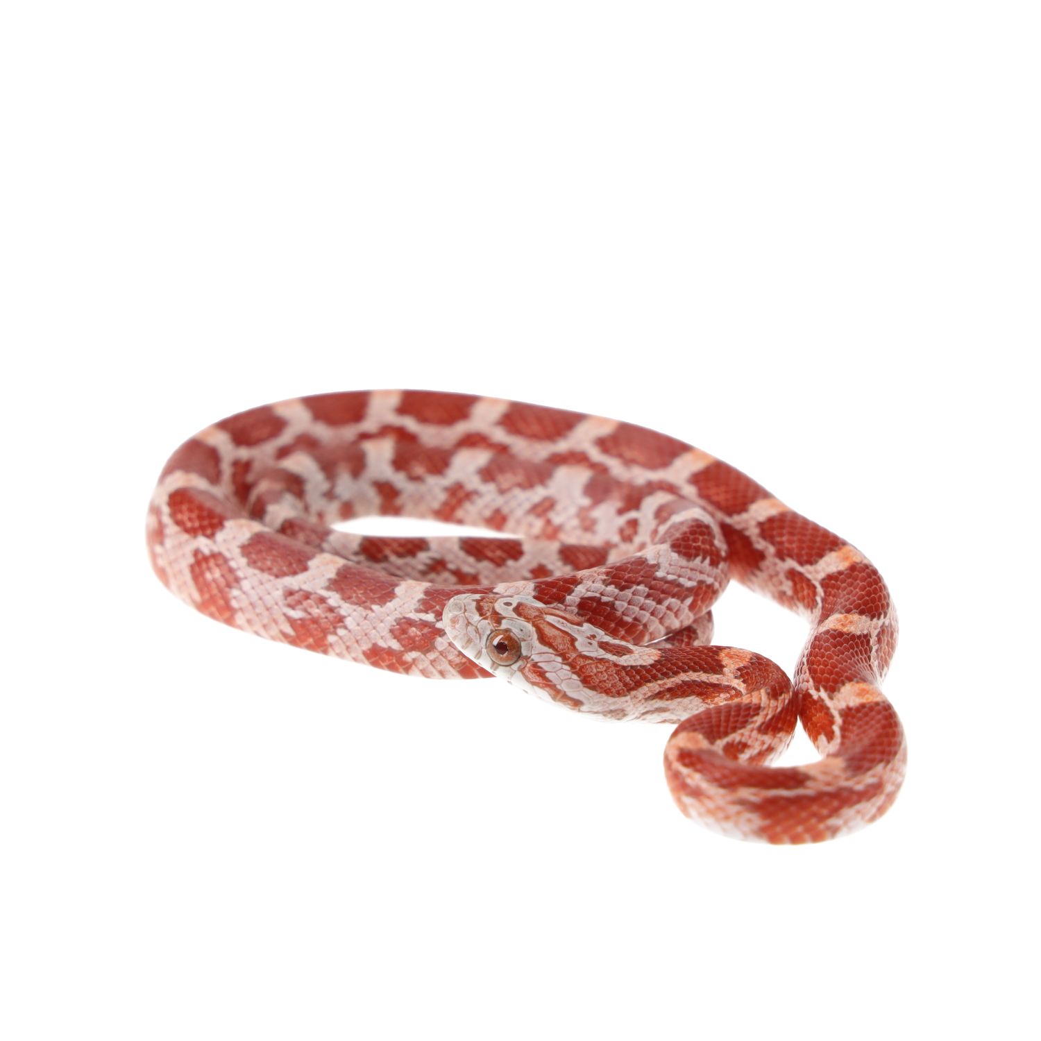 CB25 Amel Corn Snake