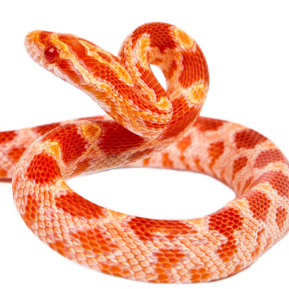 CB24 Amel Corn Snake