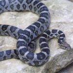 CB25 Anery Corn Snake