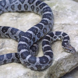 CB25 Anery Corn Snake
