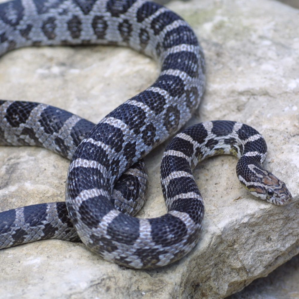 CB25 Anery Corn Snake