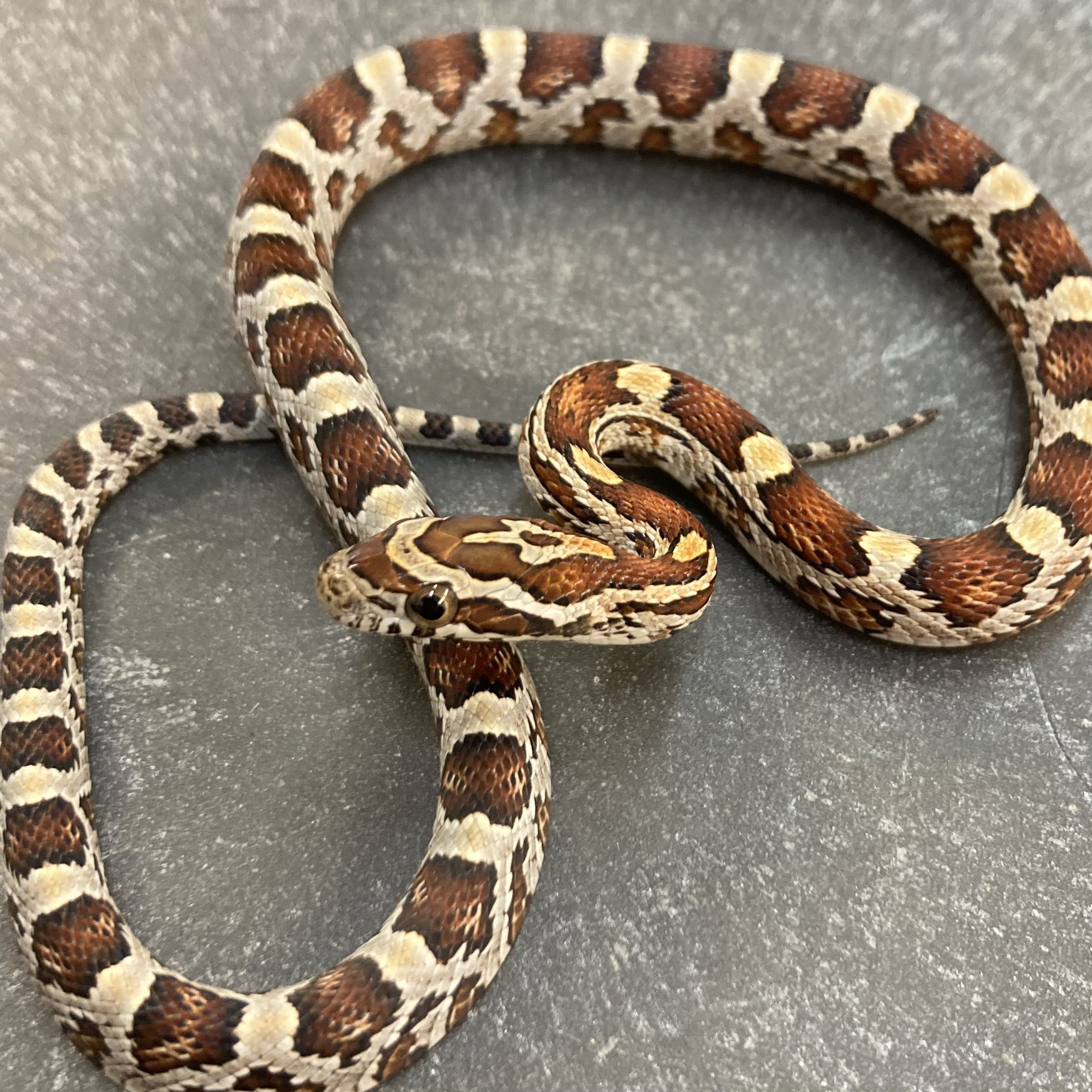 CB22 Rootbeer Corn Snake