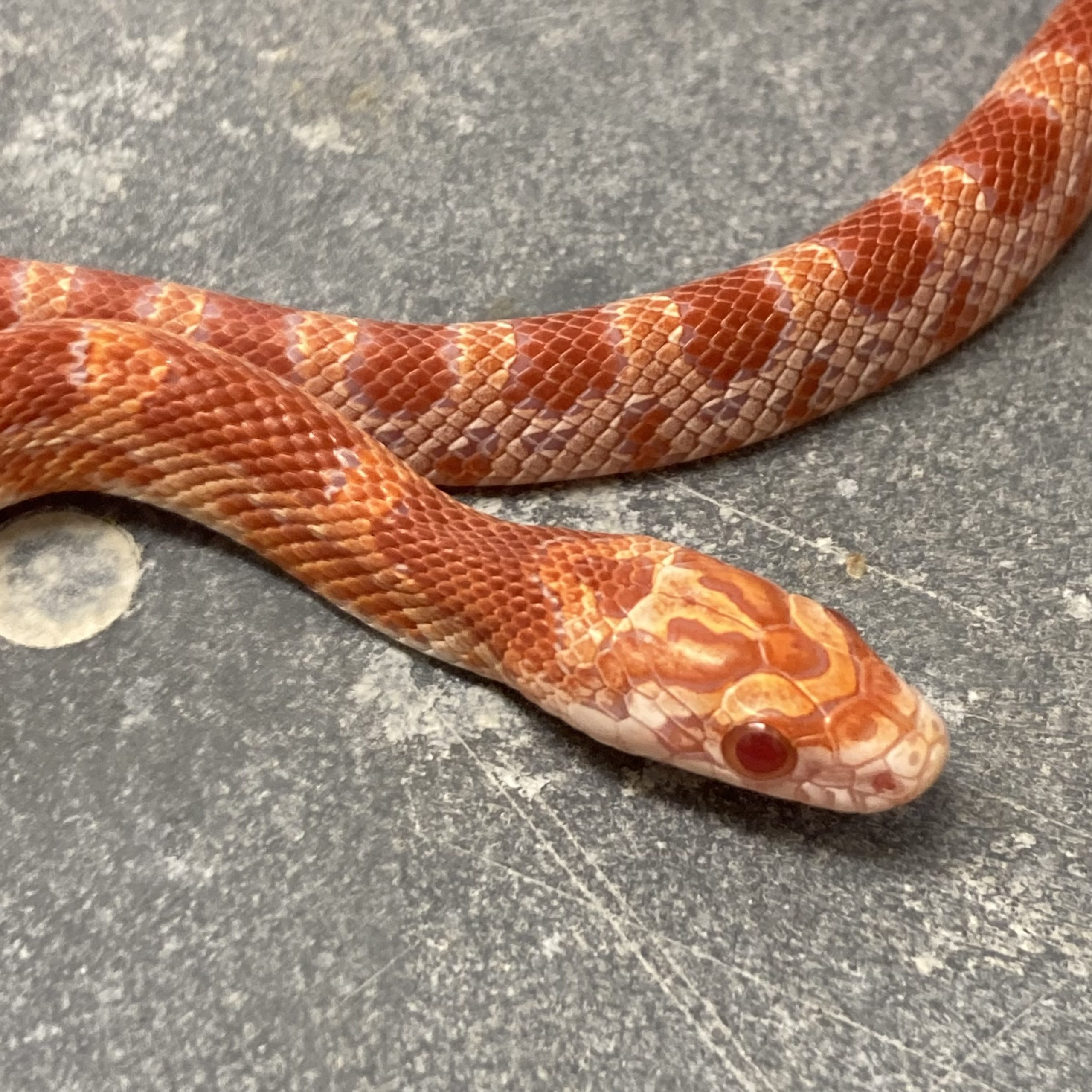 CB23 Sunkissed Amel Corn Snake