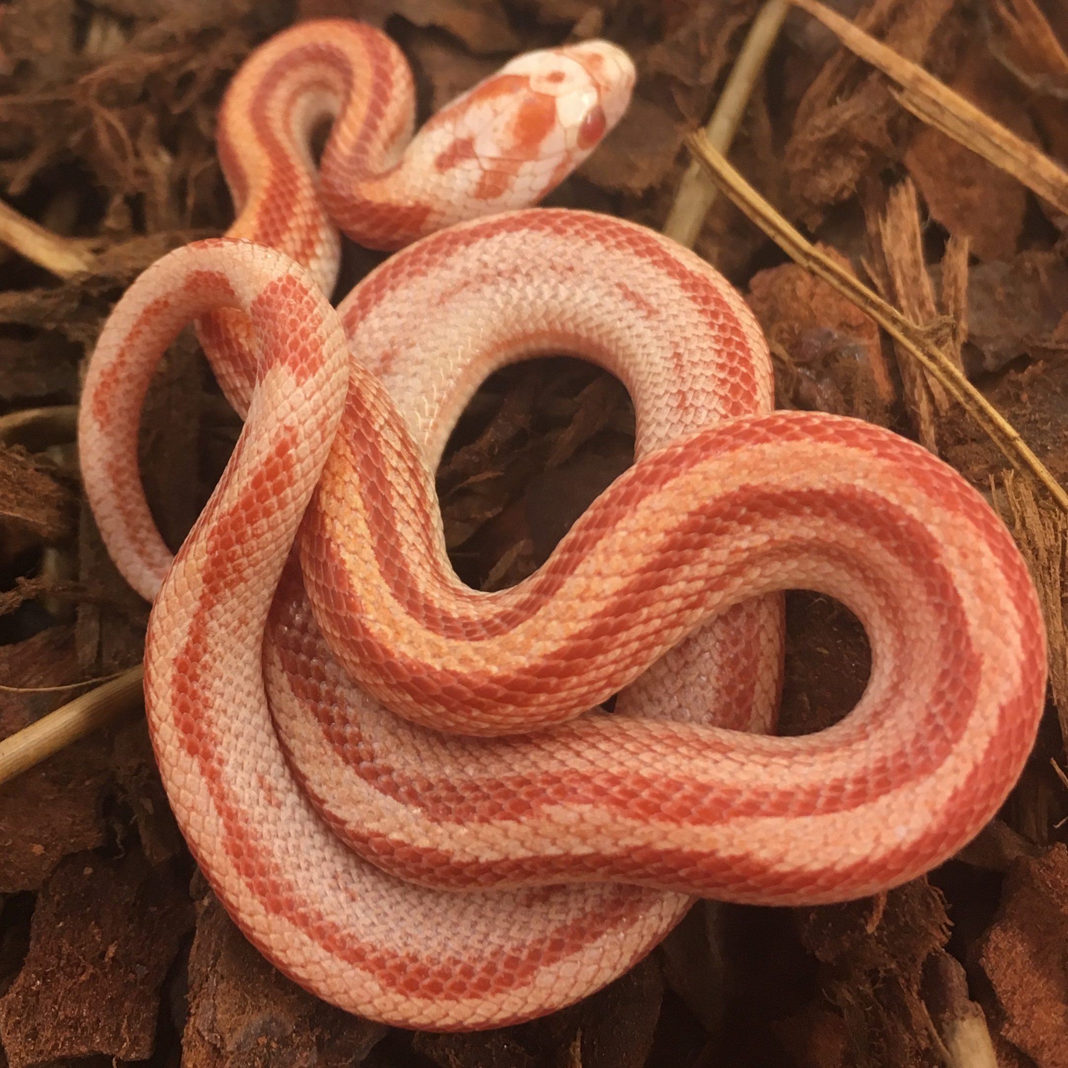 CB24 Amel Stripe Corn Snake