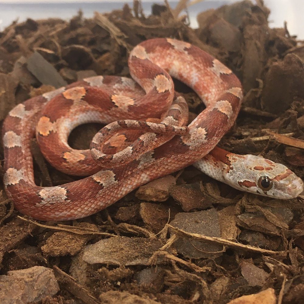CB23 Pied Bloodred Corn Snake