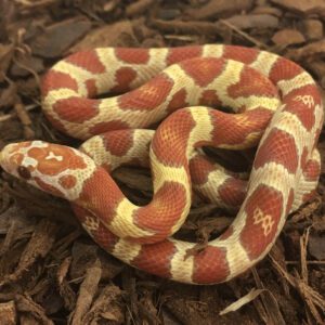 CB23 Amel Tricolour Jungle Corn Snake