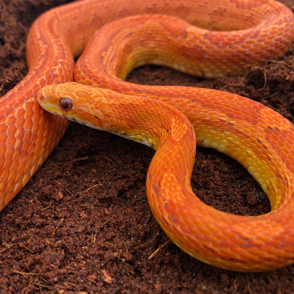 CB24 Lava Corn Snake