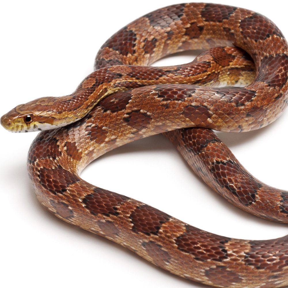 CB Adult Female Mixed Morph Corn Snake