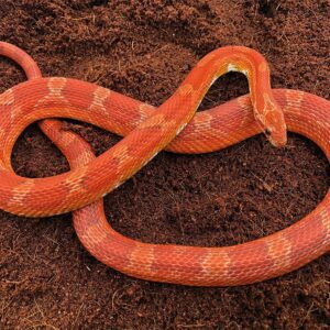 CB23 Bloodred Corn Snake