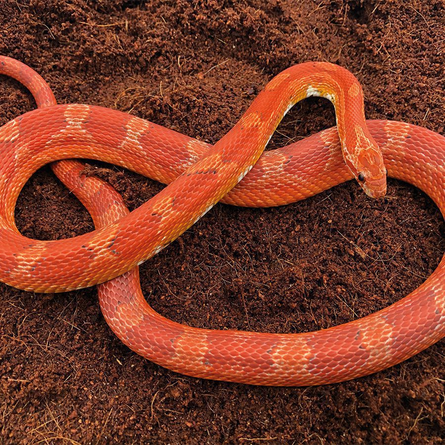 CB23 Bloodred Corn Snake