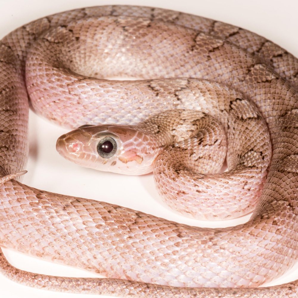 CB24 Pewter Corn Snake