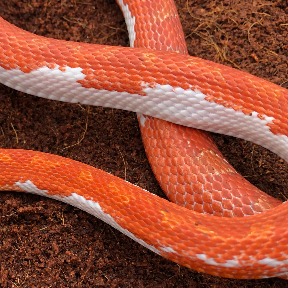 CB24 Pied Sided Corn Snake