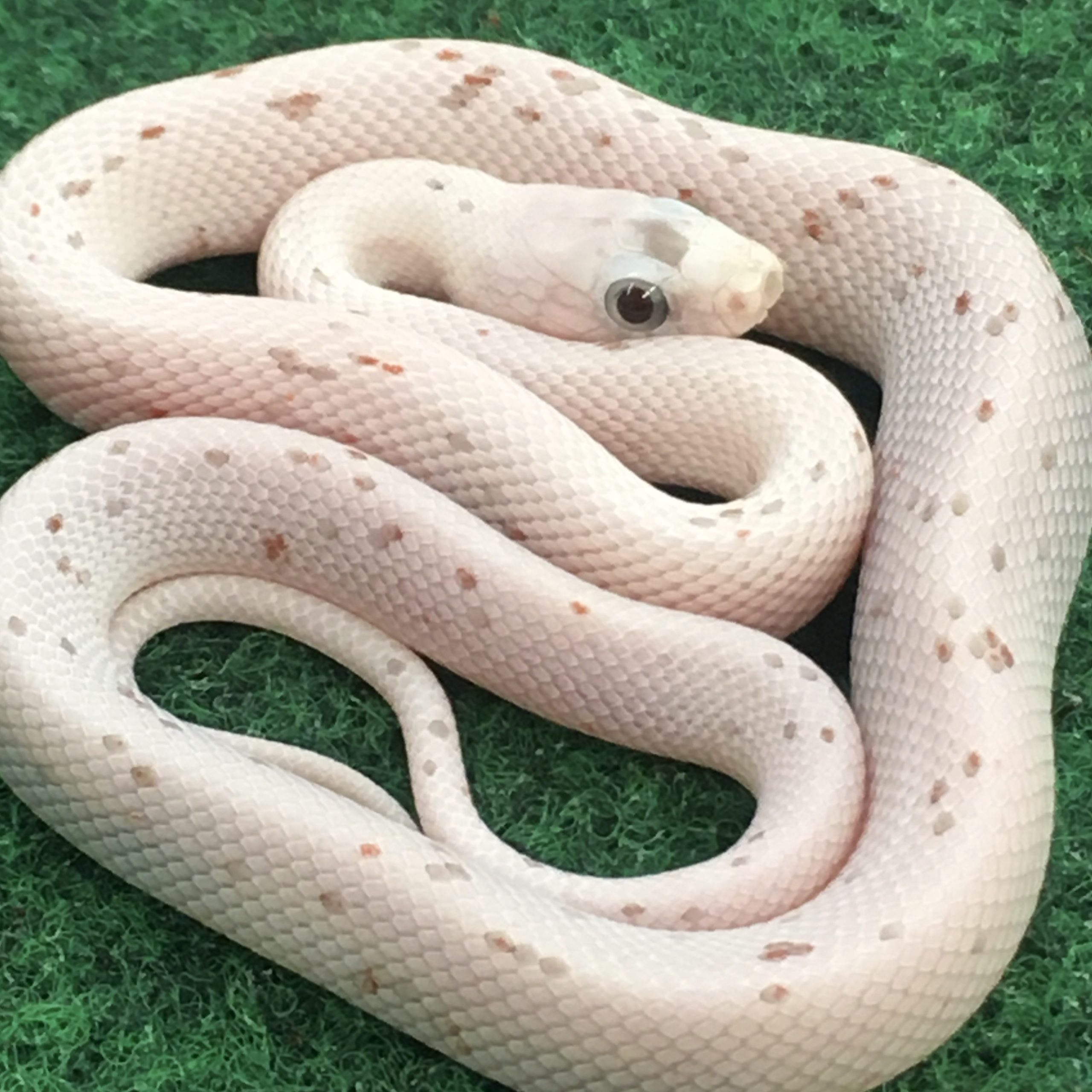 CB24 Palmetto Corn Snake CB24 Palmetto Corn Snake