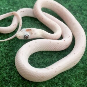CB22 Palmetto Corn Snake *Bug Eyes*