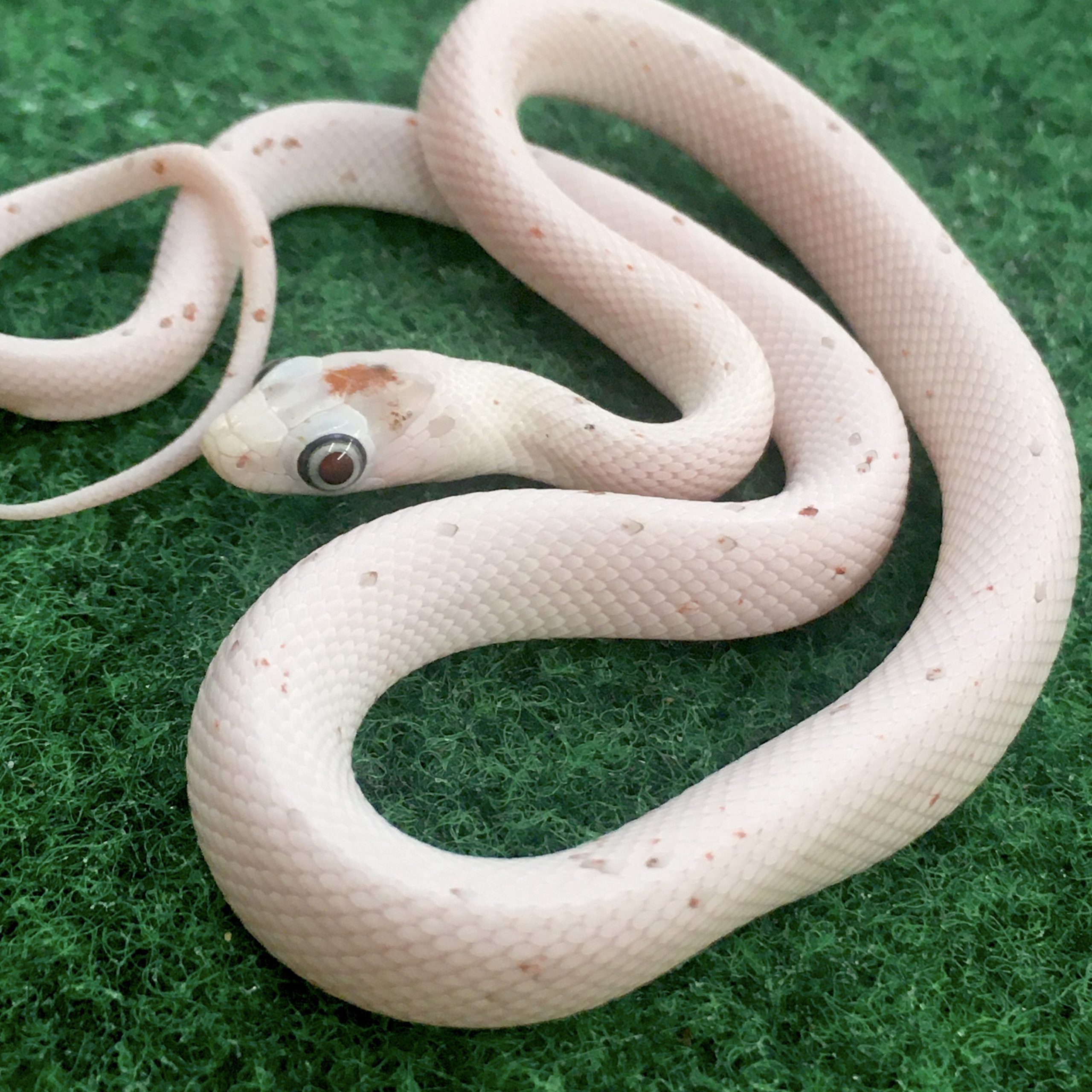 CB22 Palmetto Corn Snake *Bug Eyes*